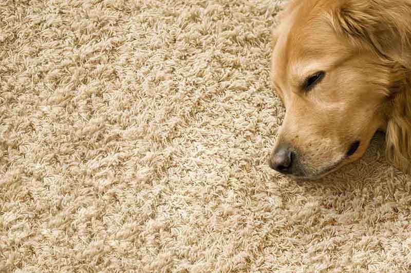 dog_puppy_how_the_carpet_is_made